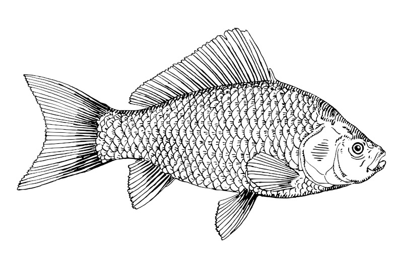 Fish Illustration